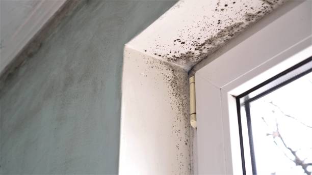 Best Commercial Mold Removal  in Bound Brook, NJ