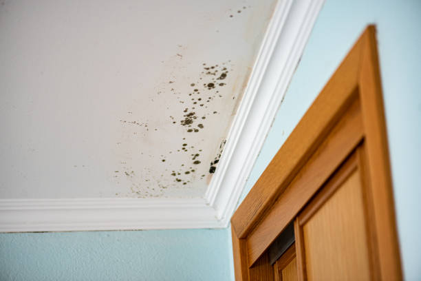 Best Affordable Mold Removal  in Bound Brook, NJ