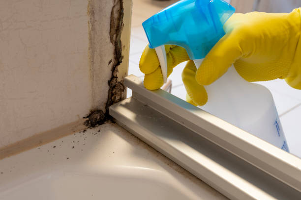 Best Local Mold Removal Service  in Bound Brook, NJ
