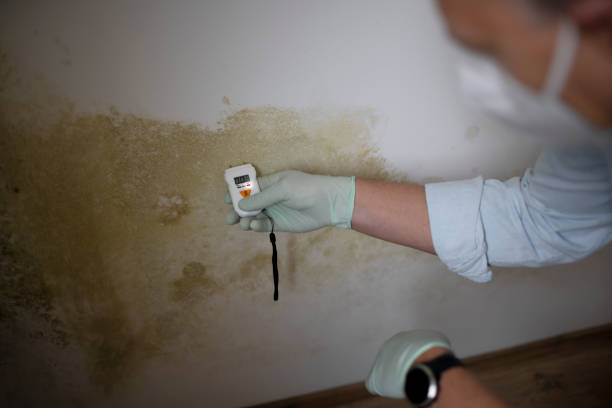 Best Office Mold Removal Services  in Bound Brook, NJ