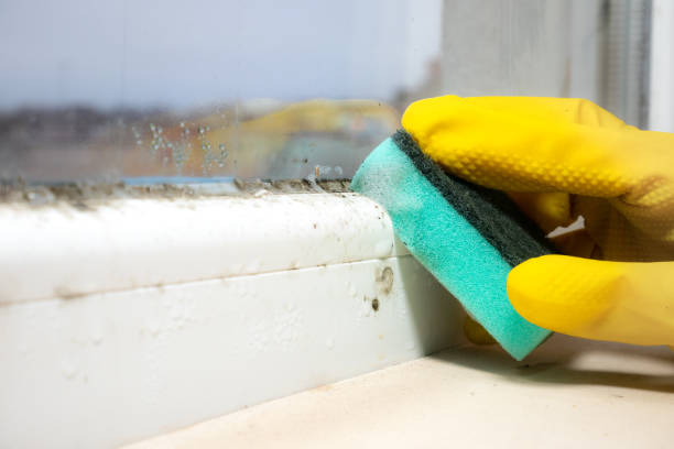 Trusted Bound Brook, NJ Mold Removal Experts