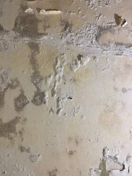 Best Mold Testing  in Bound Brook, NJ