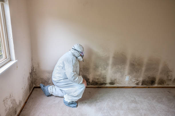 Best Certified Mold Removal  in Bound Brook, NJ