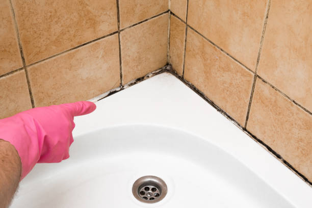 Best Residential Mold Removal  in Bound Brook, NJ
